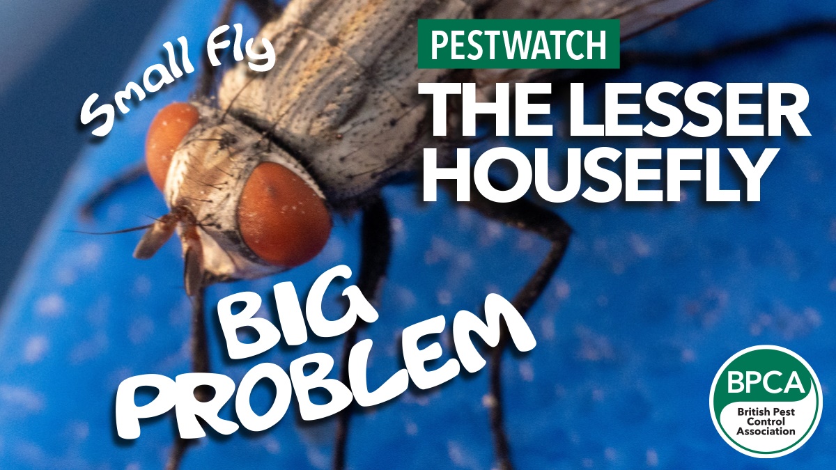 lesser fly hero